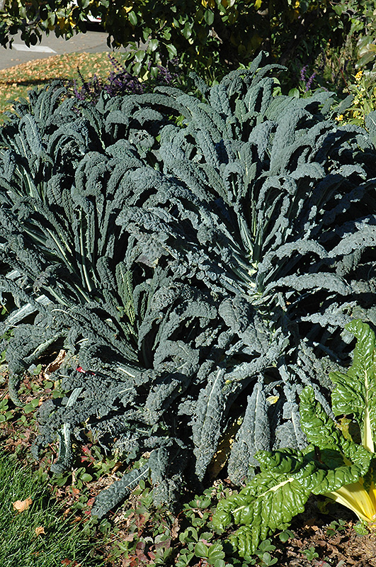 Dinosaur Kale (Brassica oleracea var. sabellica 'Lacinato') at Roger's Gardens