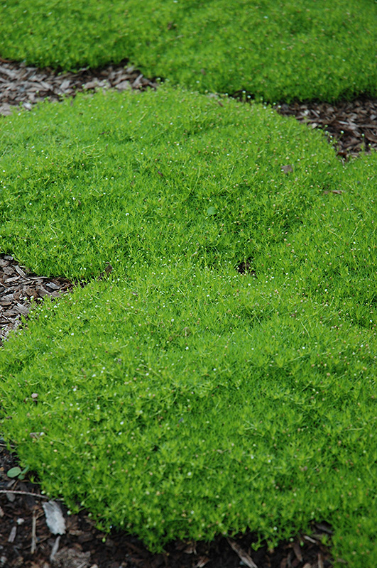 Irish Moss (Sagina subulata) at Roger's Gardens