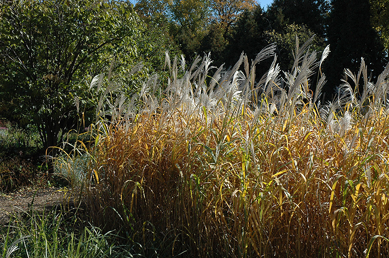 Maiden Grass (Miscanthus sinensis) at Roger's Gardens