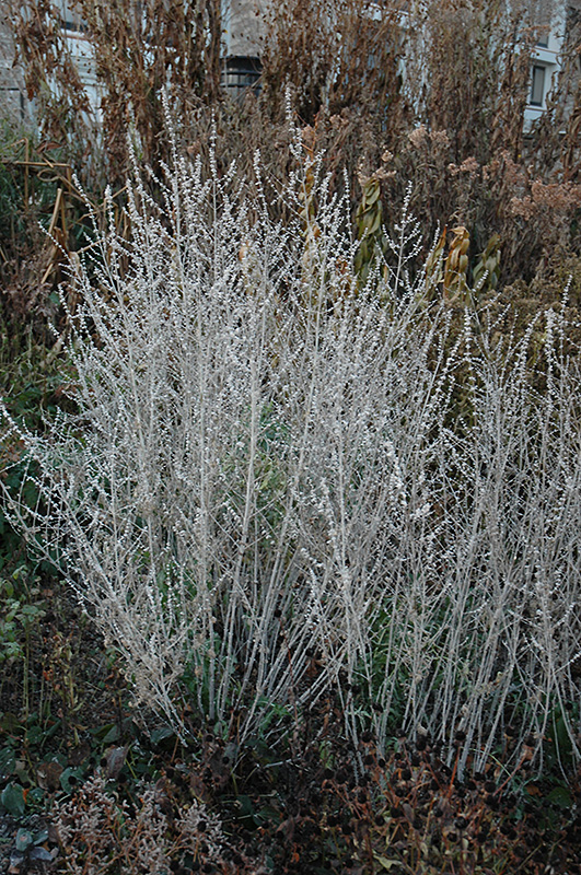 Russian Sage (Perovskia atriplicifolia) at Roger's Gardens