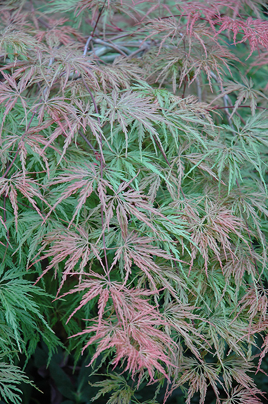 Cutleaf Japanese Maple (Acer palmatum 'Asplenifolium') at Roger's Gardens