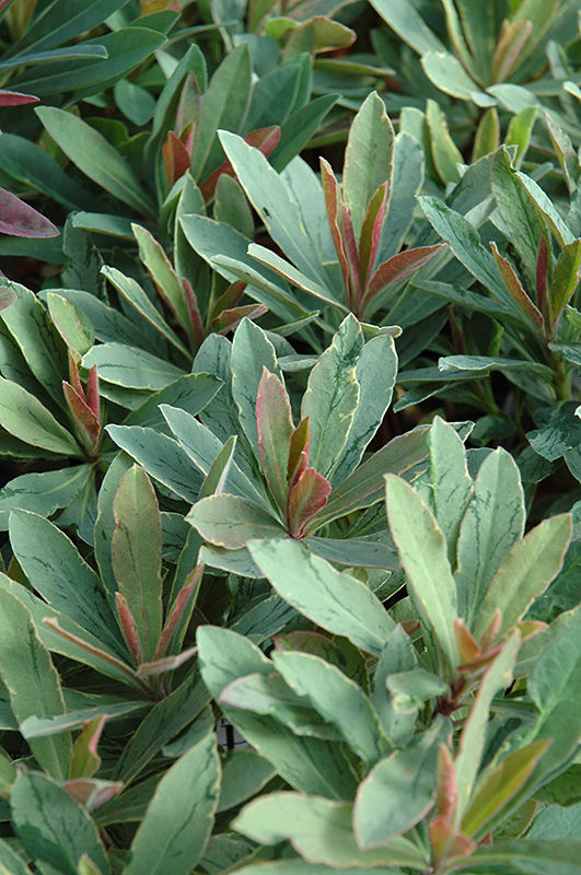Helena's Blush Spurge (Euphorbia 'Inneuphhel') at Roger's Gardens