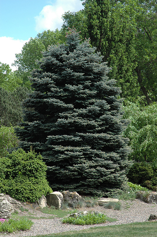 Fat Albert Blue Spruce (Picea pungens 'Fat Albert') at Roger's Gardens