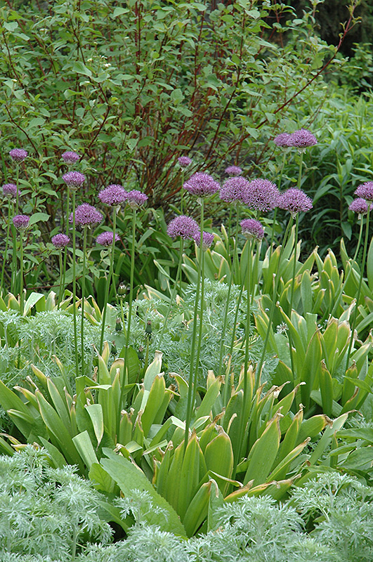 Purple Sensation Ornamental Onion (Allium 'Purple Sensation') at Roger's Gardens