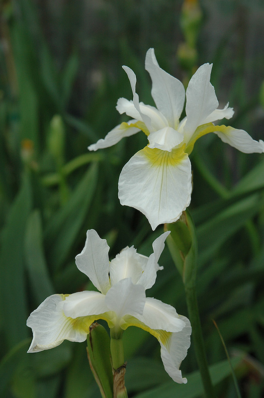 Snow Queen Siberian Iris (Iris sibirica 'Snow Queen') at Roger's Gardens
