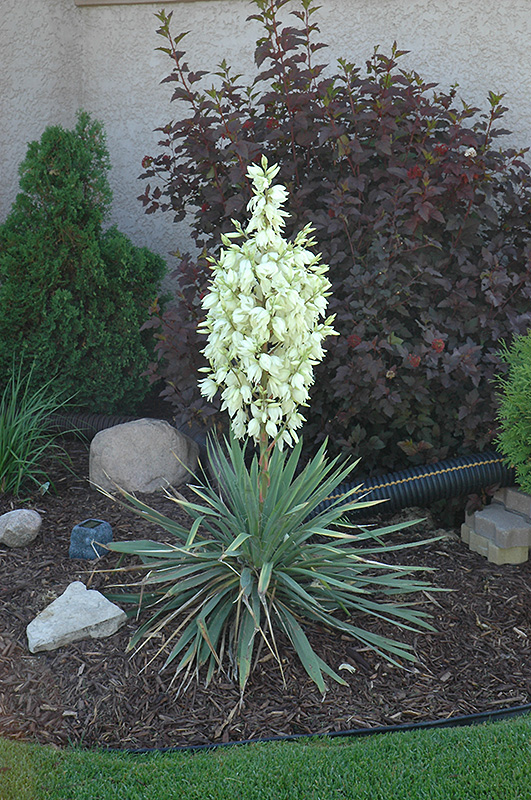 Small Soapweed (Yucca glauca) at Roger's Gardens
