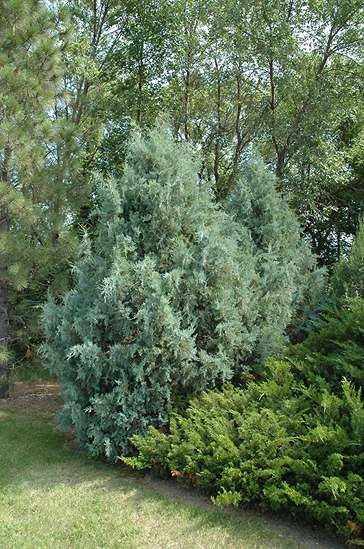 Wichita Blue Juniper (Juniperus scopulorum 'Wichita Blue') at Roger's Gardens