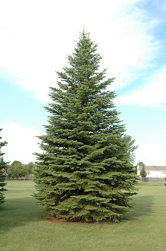 Colorado Spruce (Picea pungens) at Roger's Gardens