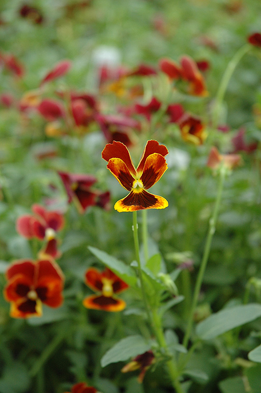Arkwright Ruby Pansy (Viola 'Arkwright Ruby') at Roger's Gardens