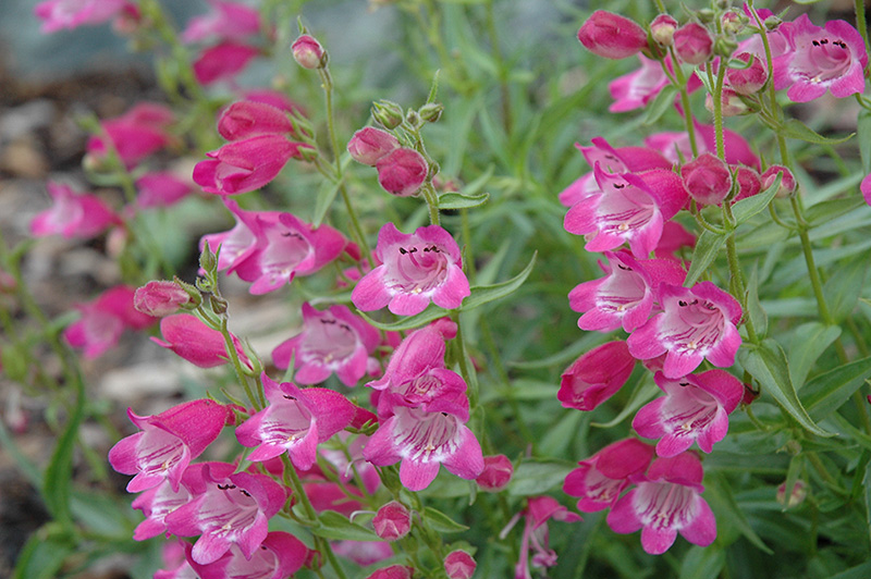 Red Rocks Beard Tongue (Penstemon x mexicali 'Red Rocks') at Roger's Gardens