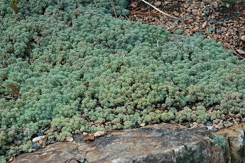 Spanish Stonecrop (Sedum hispanicum) at Roger's Gardens