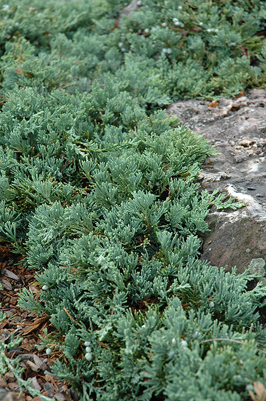 Blue Rug Juniper (Juniperus horizontalis 'Wiltonii') at Roger's Gardens
