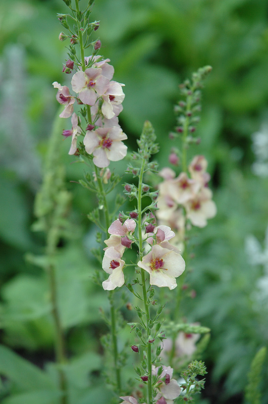 Apricot Sunset Mullein (Verbascum 'Apricot Sunset') at Roger's Gardens