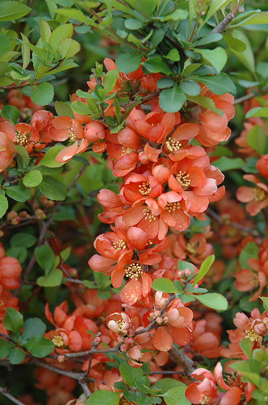 Japanese Flowering Quince (Chaenomeles japonica) at Roger's Gardens
