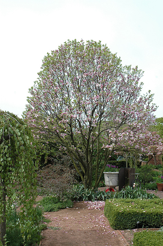 Alexandrina Saucer Magnolia (Magnolia x soulangeana 'Alexandrina') at Roger's Gardens