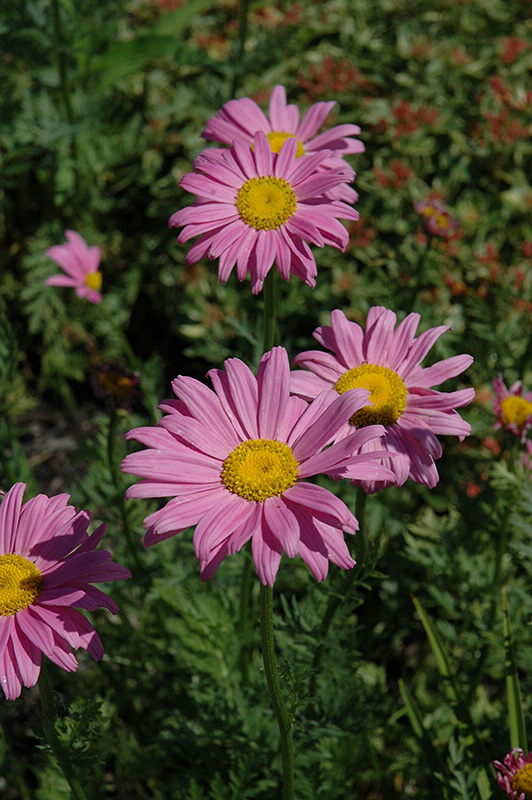 Robinson's Pink Painted Daisy (Tanacetum coccineum 'Robinson's Pink') at Roger's Gardens