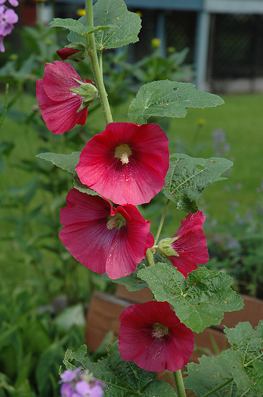 Red Hollyhock (Alcea rosea 'Red') at Roger's Gardens