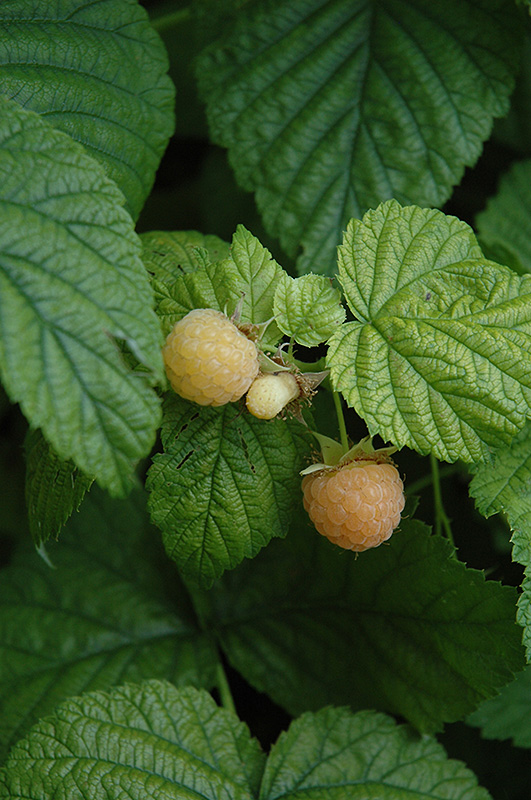 Fall Gold Raspberry (Rubus 'Fall Gold') at Roger's Gardens