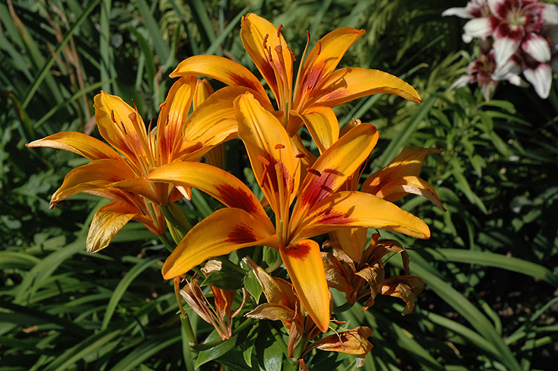 Picasso Lily (Lilium 'Picasso') at Roger's Gardens