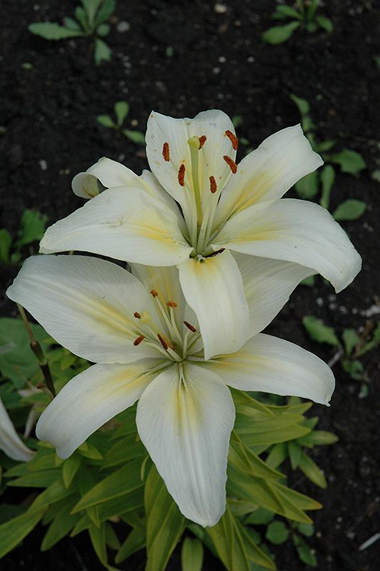 Aurora Lily (Lilium 'Aurora') at Roger's Gardens