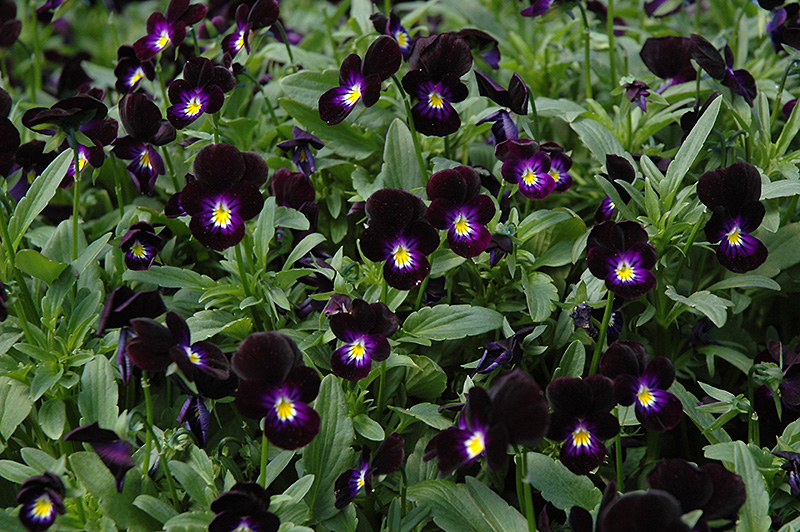 Bowles Black Pansy (Viola cornuta 'Bowles Black') at Roger's Gardens