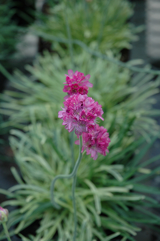 Nifty Thrifty Sea Thrift (Armeria maritima 'Nifty Thrifty') at Roger's Gardens