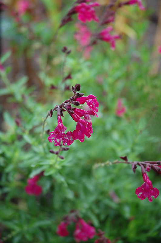 Raspberry Royal Sage (Salvia greggii 'Raspberry Royal') at Roger's Gardens