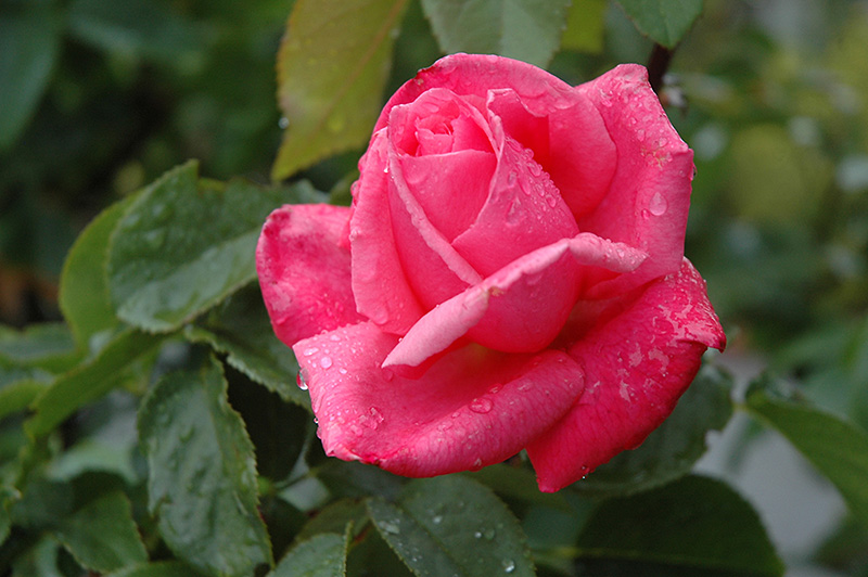 All My Loving Rose (Rosa 'FRYrapture') at Roger's Gardens