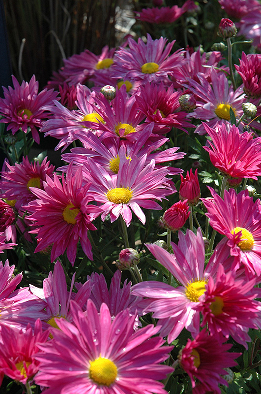 Dark Pink Daisy Chrysanthemum (Chrysanthemum 'Dark Pink Daisy') at Roger's Gardens