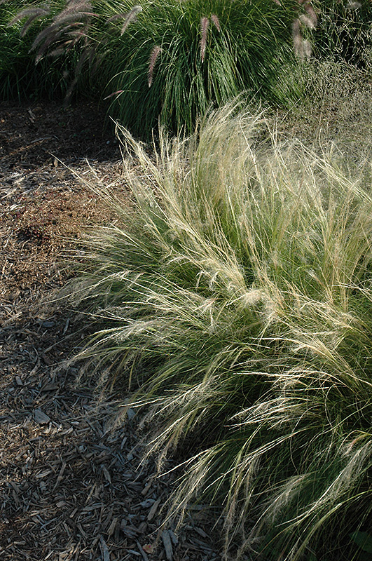 Pony Tails Mexican Feather Grass (Stipa tenuissima 'Pony Tails') at Roger's Gardens