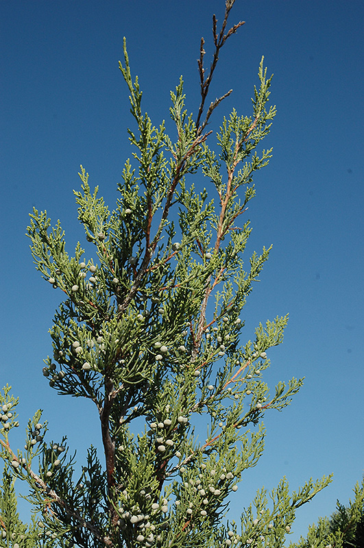 Hetz Columnar Juniper (Juniperus chinensis 'Hetz Columnar') at Roger's Gardens