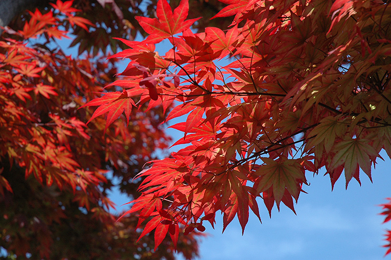 Oshio Beni Japanese Maple (Acer palmatum 'Oshio Beni') at Roger's Gardens