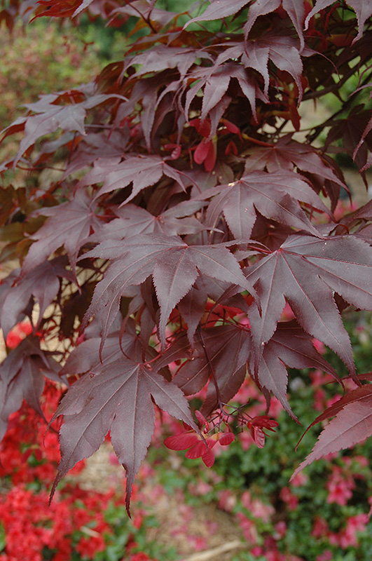 Bloodgood Japanese Maple (Acer palmatum 'Bloodgood') at Roger's Gardens