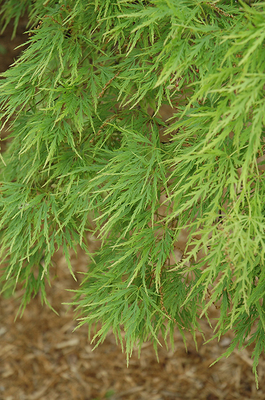 Cutleaf Japanese Maple (Acer palmatum 'Dissectum') at Roger's Gardens