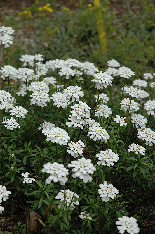 Purity Candytuft (Iberis sempervirens 'Purity') at Roger's Gardens