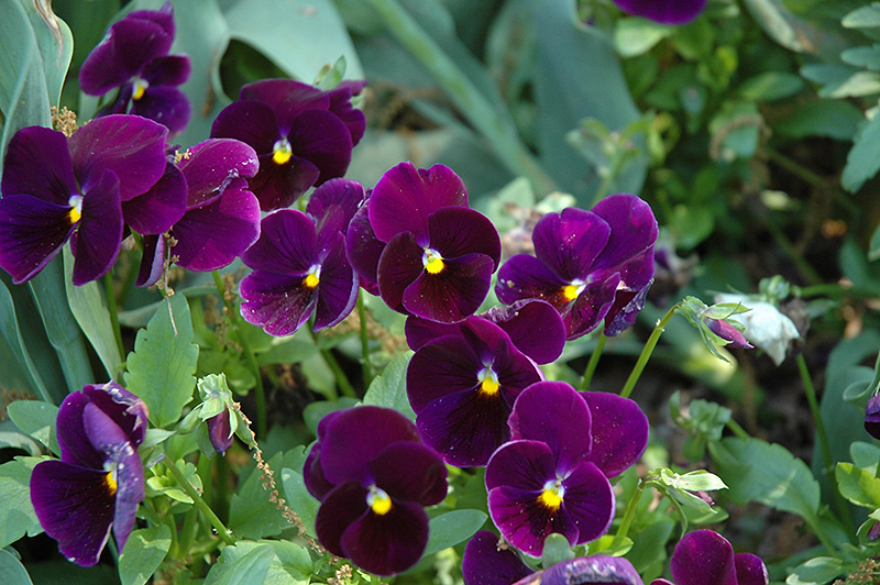 Matrix Purple Pansy (Viola 'PAS770616') at Roger's Gardens