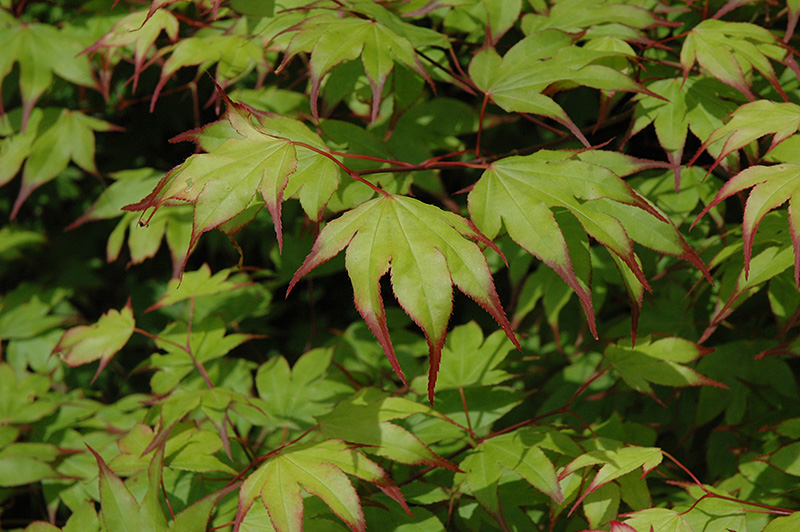 Tsuma Gaki Japanese Maple (Acer palmatum 'Tsuma Gaki') at Roger's Gardens