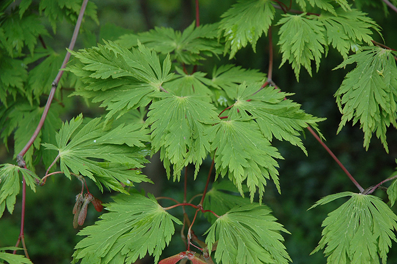 Cutleaf Fullmoon Maple (Acer japonicum 'Aconitifolium') at Roger's Gardens
