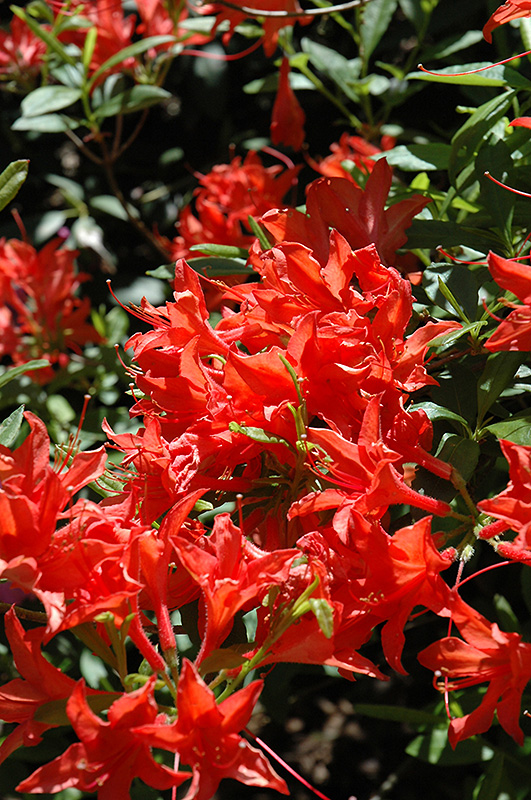 Coral Queen Azalea (Rhododendron 'Coral Queen') at Roger's Gardens