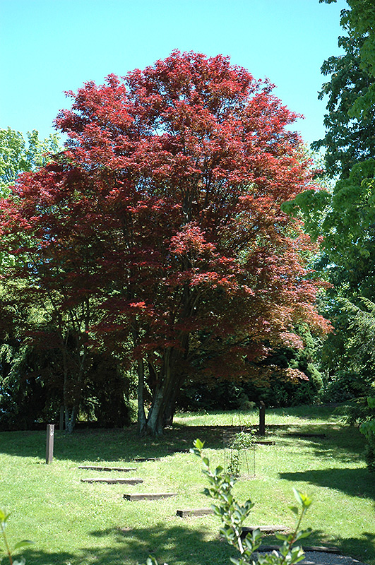 Purple-Leaf Japanese Maple (Acer palmatum 'Atropurpureum') at Roger's Gardens