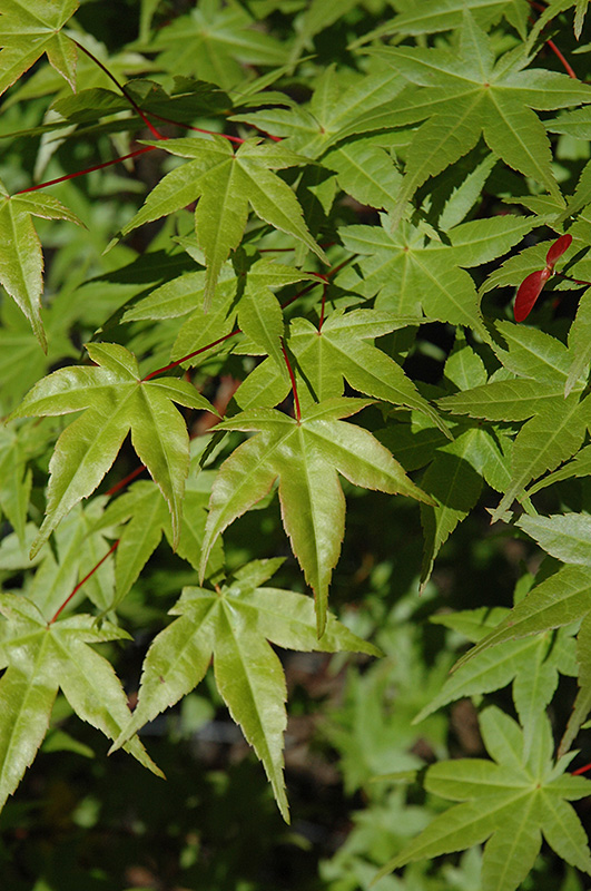 Shindeshojo Japanese Maple (Acer palmatum 'Shindeshojo') at Roger's Gardens