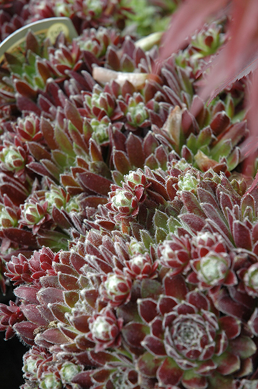 Icicle Hens And Chicks (Sempervivum 'Icicle') at Roger's Gardens
