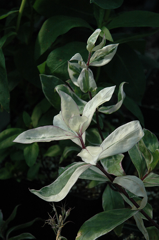 Montrose Tricolor Phlox (Phlox divaricata 'Montrose Tricolor') at Roger's Gardens