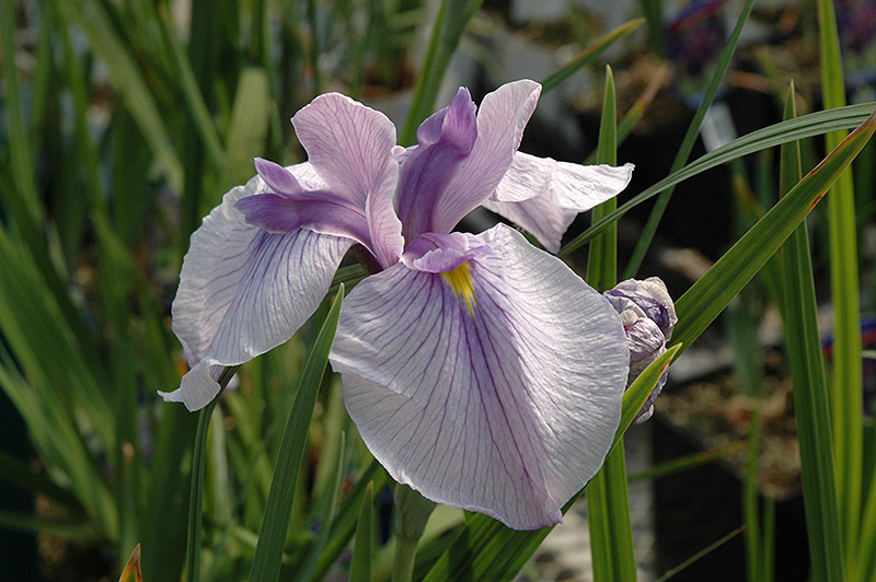 Imperial Magic Japanese Iris (Iris ensata 'Imperial Magic') at Roger's Gardens