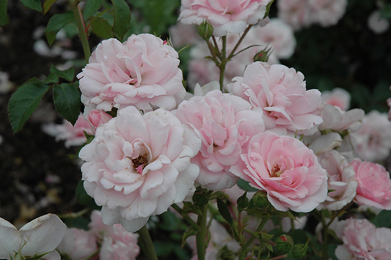 Bonica Rose (Rosa 'Meidomonac') at Roger's Gardens