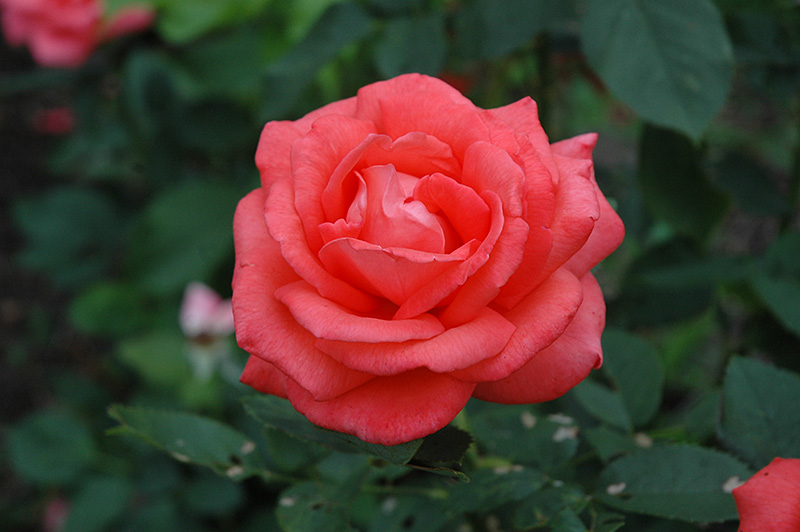 Tropicana Rose (Rosa 'Tropicana') at Roger's Gardens
