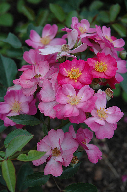Daydream Rose (Rosa 'Daydream') at Roger's Gardens