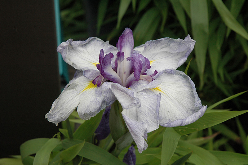 Cascade Spice Japanese Iris (Iris ensata 'Cascade Spice') at Roger's Gardens