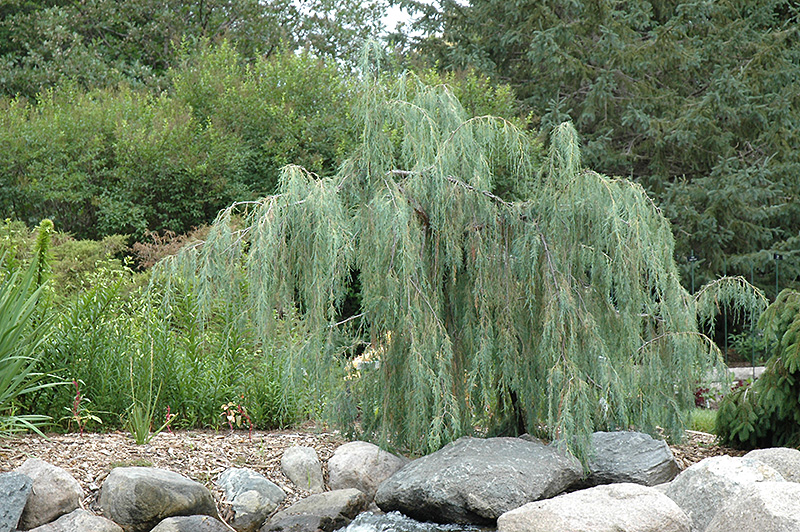 Tolleson's Weeping Juniper (Juniperus scopulorum 'Tolleson's Weeping') at Roger's Gardens