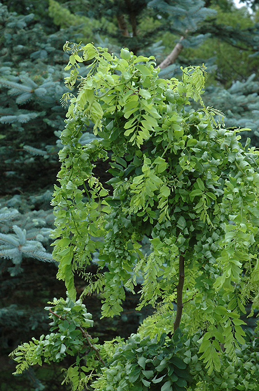Twisted Baby Black Locust (Robinia pseudoacacia 'Lace Lady') at Roger's Gardens